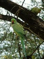 Psittacula krameri - Rose-ringed Parakeet