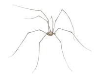 Image of: Phalangium opilio