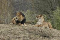 Panthera leo leo - Barbary Lion