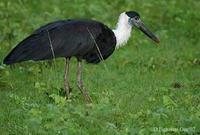Image of: Ciconia episcopus (woolly-necked stork)