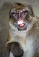 Macaca sylvanus - Barbary Macaque