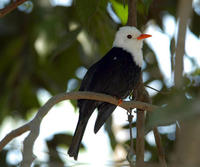 Image of: Hypsipetes leucocephalus (black bulbul)