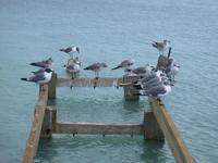 Image of: Larus atricilla (laughing gull)