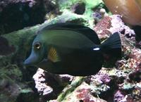 Zebrasoma scopas - Blue-lined Tang