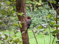 Image of: Sphyrapicus ruber (red-breasted sapsucker)