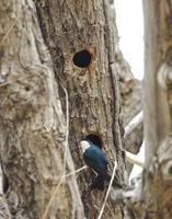 Image of: Tachycineta bicolor (tree swallow)