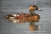 Wandering Whistling-duck - Dendrocygna arcuata