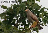 Rufous-winged Buzzard - Butastur liventer