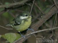 Yellow-bellied Tit - Parus venustulus