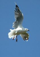 Silver Gull