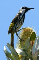 White cheeked Honeyeater