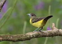 Flame-rumped Tanager (Ramphocelus flammigerus (icteronotus)) photo