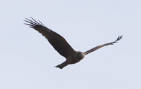 Yellow-billed Kite (Milvus aegyptius) photo