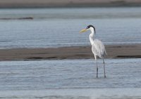 Cocoi Heron - Ardea cocoi