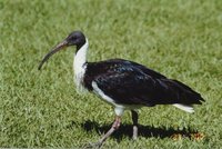 Straw-necked Ibis - Threskiornis spinicollis