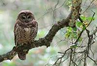 Spotted Owl (Strix occidentalis) photo