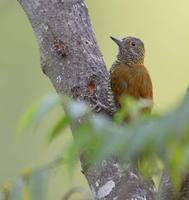 Red-rumped Woodpecker (Veniliornis kirkii) photo