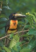 Collared Aracari (Pteroglossus aracari) photo