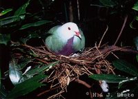 Wompoo Fruit-Dove - Ptilinopus magnificus