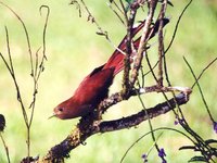 Squirrel Cuckoo - Piaya cayana