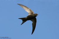 Common Swift - Apus apus