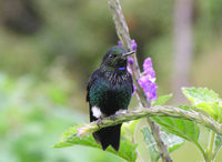 Black-breasted Puffleg - Eriocnemis nigrivestis