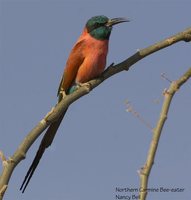 Northern Carmine Bee-eater - Merops nubicus