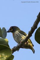 Coppersmith Barbet - Megalaima haemacephala