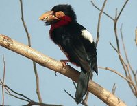 Bearded Barbet - Lybius dubius