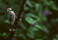 Hoffmann's Woodpecker - Melanerpes hoffmannii