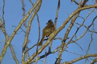 Yellow-bellied Elaenia - Elaenia flavogaster