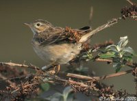 Blyth's Pipit - Anthus godlewskii