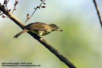 Buff-vented Bulbul - Iole olivacea