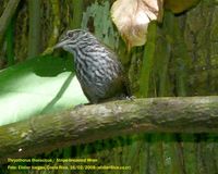 Stripe-breasted Wren - Thryothorus thoracicus