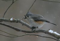 Tufted Titmouse - Baeolophus bicolor