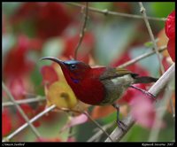 Crimson Sunbird - Aethopyga siparaja