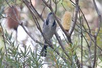 Crescent Honeyeater - Phylidonyris pyrrhoptera