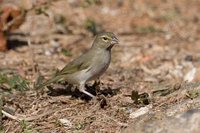 Yellow-faced Grassquit - Tiaris olivacea