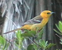 Hooded Oriole - Icterus cucullatus