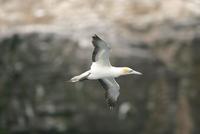 Australasian Gannet (Morus serrator)