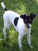 Tenterfield Terrier