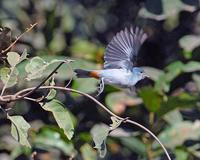 Conebill