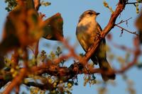 Chapada  flycatcher   -   Suiriri  islerorum   -
