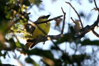 Boat-billed  flycatcher   -   Megarhynchus  pitangua   -