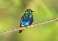 Violet-bellied Hummingbird. Photo by Barry Ulman. All rights reserved.