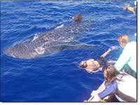 Whale Shark