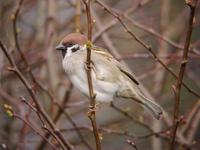 Tree Sparrow