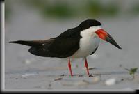 Black Skimmer, Jones Beach, NY