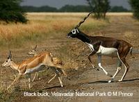 Black Buck