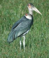 Marabou Stork p.30